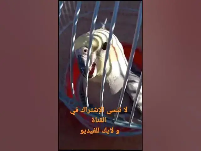 'Video thumbnail for تغريد طائر الكوكتيل: تغريد طائر الكروان'