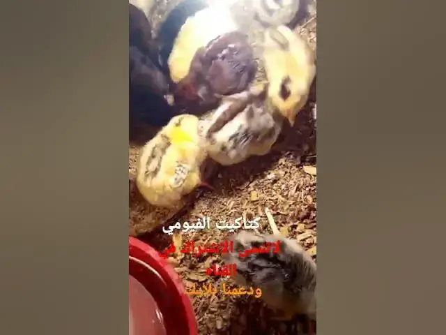 'Video thumbnail for كتاكيت دجاج الفيومي: صيصان الفيومي'