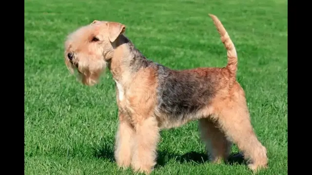 Video thumbnail for Temperament of the Lakeland Terrier
