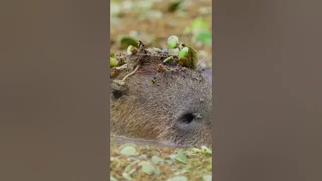 Video thumbnail for Are capybara harmful? #shorts