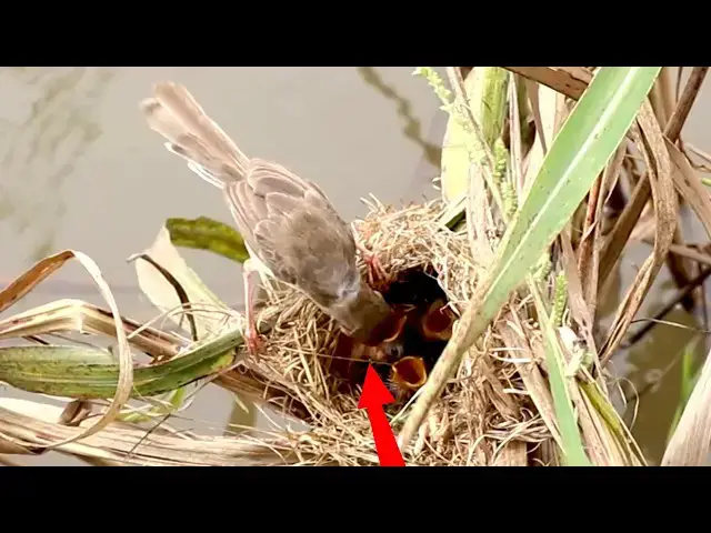 Video thumbnail for The Mummy bird Catch Grasshoper Eat in Nest [ @ViralBirdNest ]