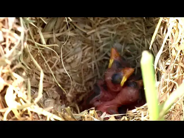 Video thumbnail for Nesting Instincts: Mother Bird's Golden Touch // Baby Cries Feed & Waiting Feed  @ViralBirdNest