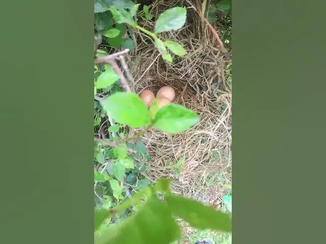 Video thumbnail for #topbird #birdspotting #birdslover #birdwatch #wildlife #birdwatching #nature #birdfeeding #birdsoun