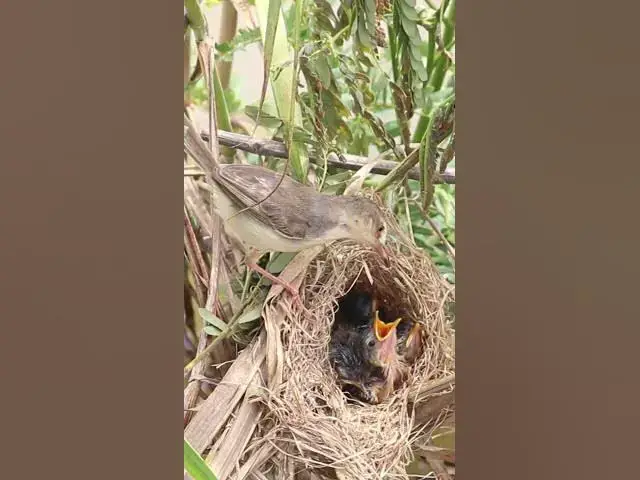 Video thumbnail for All Widl Bird Cries Eat Vira#002 #Nesting #BirdBehavior #BirdWatch #NatureLovers #Wildlife #Birds  #