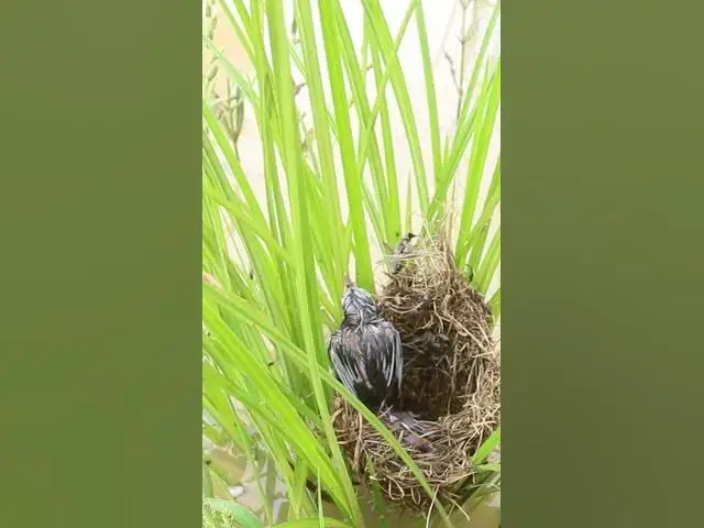 Video thumbnail for Baby Cries After Flood #birdslover #birdnestandbaby #birdnest #birdsounds #nestfornewbie  #birdshelt