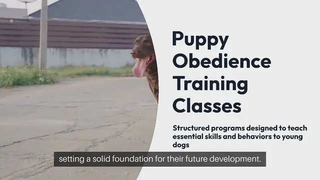 Video thumbnail for Puppy Obedience Training Classes