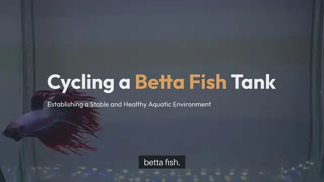 Video thumbnail for Betta Fish Tank Cycling