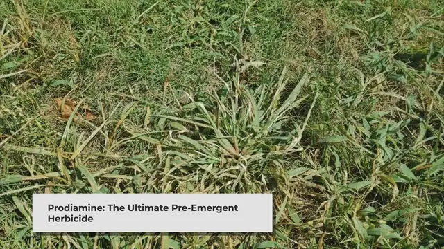 'Video thumbnail for The Best Crabgrass Preventers For Lawns (2024 Crabgrass Pre-Emergent Herbicides) Lawn Phix'