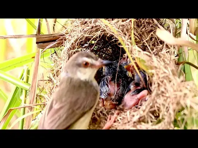 Video thumbnail for top widl sparrow golden eating food on nest - baby birds eat