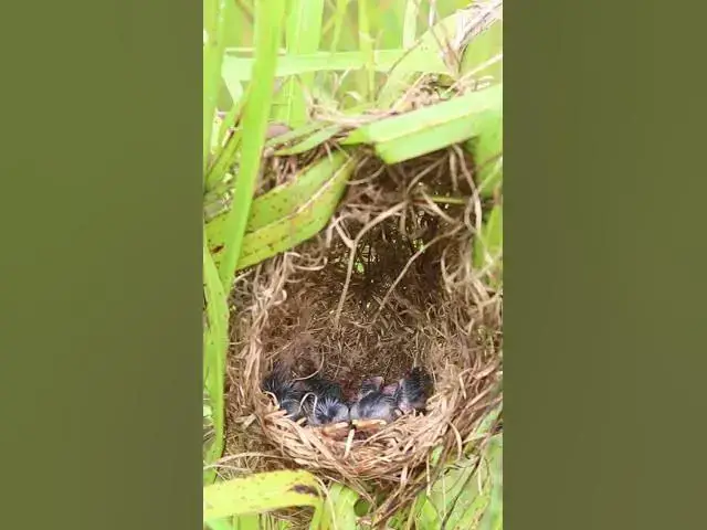 Video thumbnail for Top Babies Bird Cries  #birds #nature #shortvideo #viralvideo #birds #farming #wildl