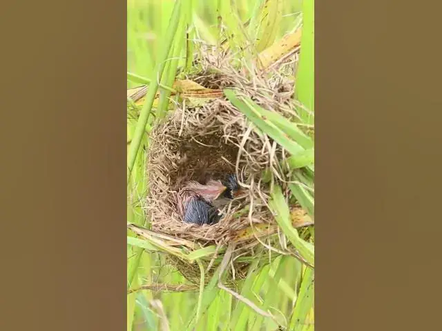 Video thumbnail for Small Babies Grown Bird Bird AP#007 #Feedigbirds #nature #shortvideo #viralvideo #birds #farming #wi