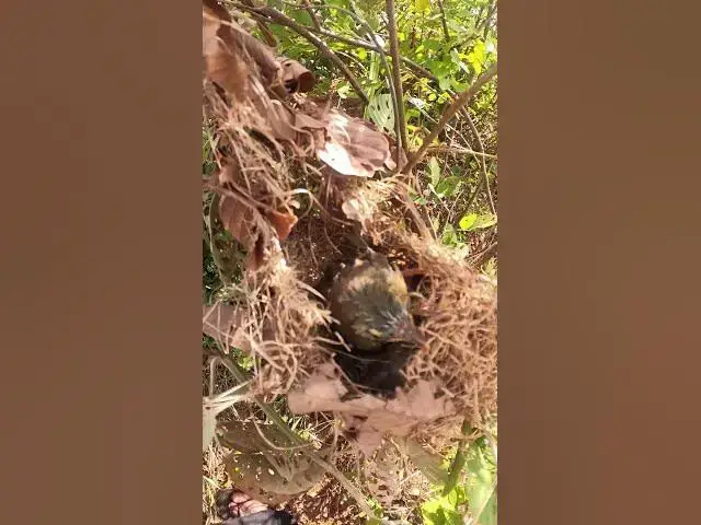 Video thumbnail for Baby Grown Sparrow Cry Feed in Nest #Ornithology #Nature #Biodiversity #Eggceptional #Eggstraordinar