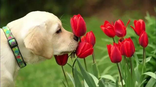 Video thumbnail for Labrador Retriever: Male and Female Dog Names