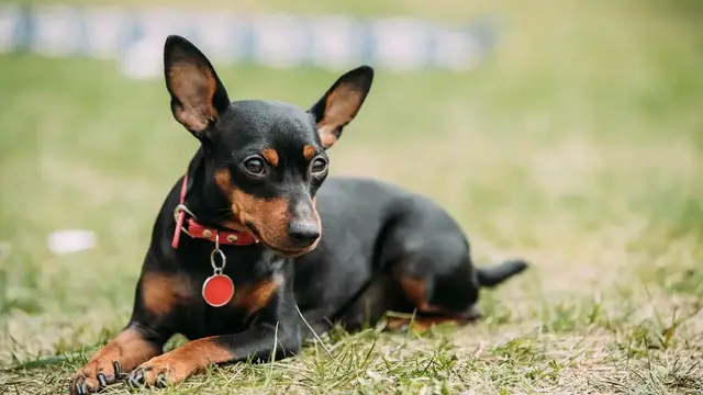 Video thumbnail for Miniature Pinscher Dog Breed: Pros & Cons