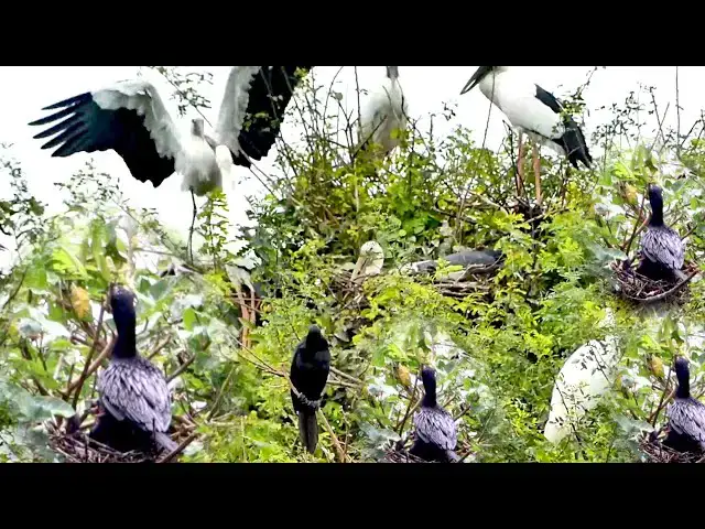 Video thumbnail for Crane bird nest alot here now