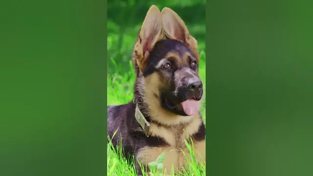 Video thumbnail for 12 Pros & Cons of Owning a German Shepherd #shorts