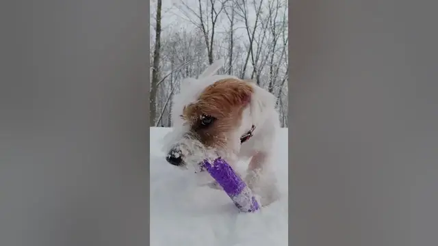 Video thumbnail for Are Jack Russells Fearless? #shorts