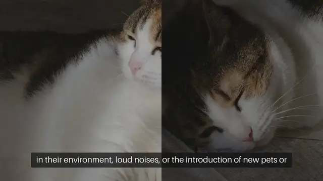 Video thumbnail for Cat Stress Relief Techniques