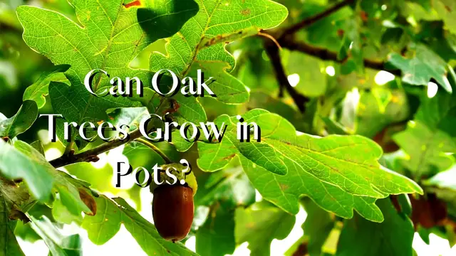 Video thumbnail for Can Oak Trees Grow in Pots?