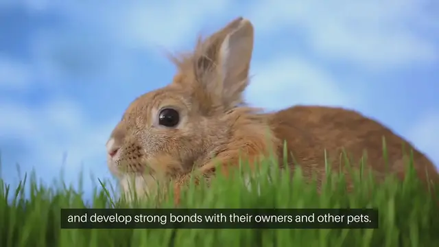 Video thumbnail for Rabbit Socialization Techniques