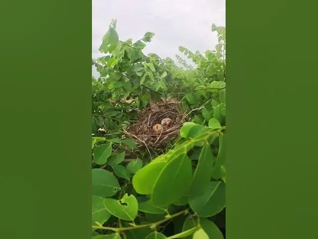 Video thumbnail for Top Egg Wild Chicken #shorts #birds #birdwatch #topbird #birdeat #babiesbirdlife #birdbaby  #finchba