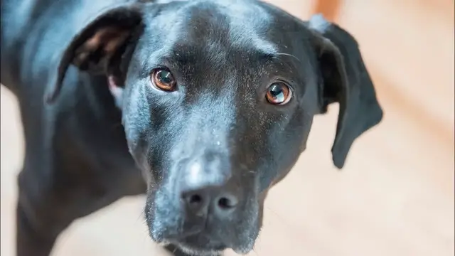 Video thumbnail for Is It Worth Adopting a Dog From a Shelter: Pros & Cons