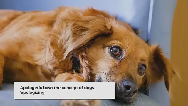 'Video thumbnail for Why Does My Dog Lower His Head And Stare? (8 Reasons & How To Stop It)'