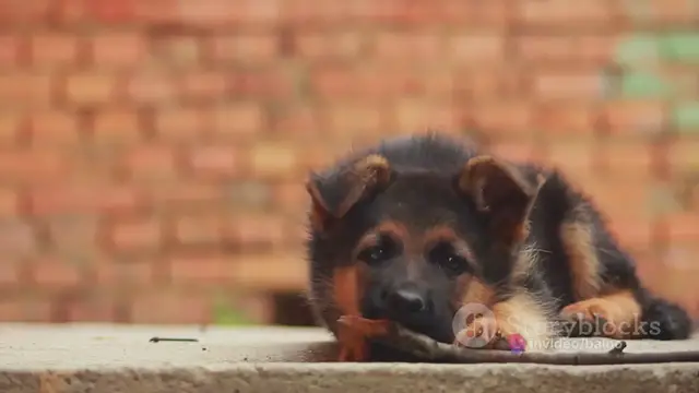 'Video thumbnail for German Shepherds_ Unleashing Their Worki '
