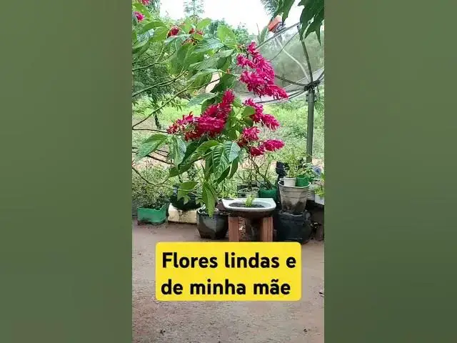 Video thumbnail for fim de tarde depois de uma chuva #newmusic