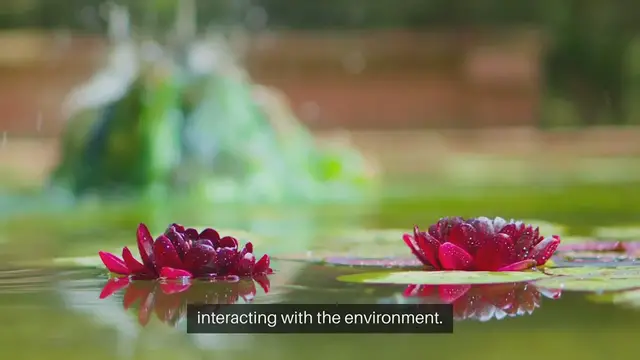 Video thumbnail for Attracting Wildlife to Your Water Garden