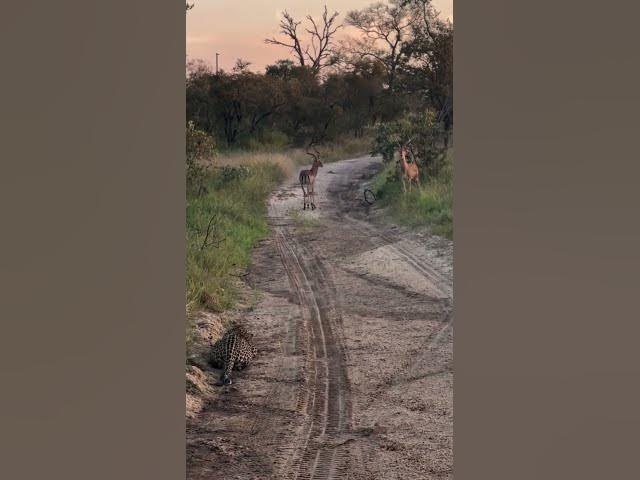 Video thumbnail for jangle tiger attack hiran #animals #junglelife #foryou #wildlife #lion #wildanimals