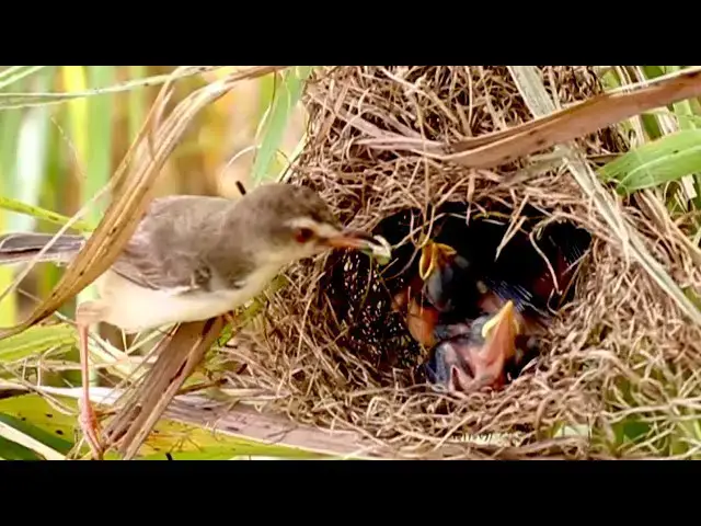 Video thumbnail for The Feeding Frenzy: Mother Bird Returns to Nest with Fresh Catch