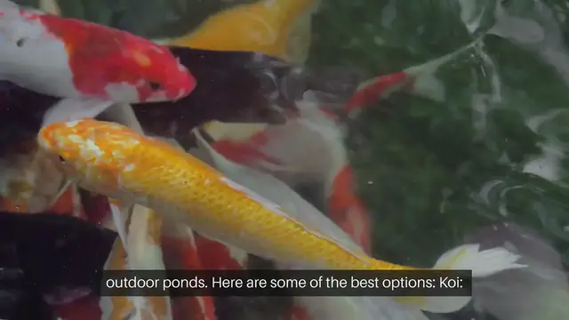 Video thumbnail for Best Fish for Cold Climate Water Gardens