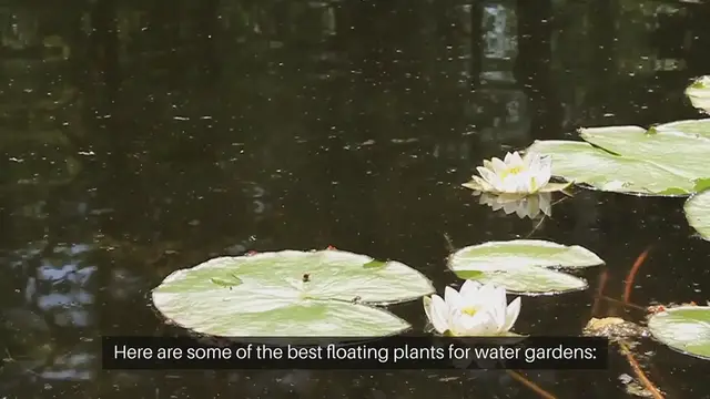 Video thumbnail for Best Floating Plants for Water Gardens
