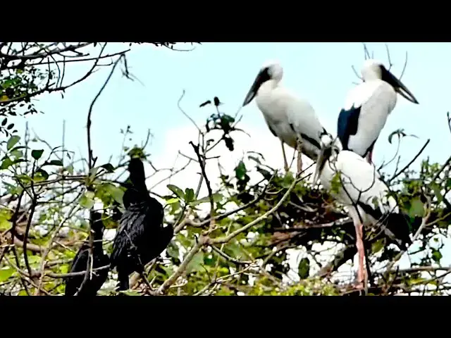 'Video thumbnail for New area land, All crane wild bird come back for made nest alot'