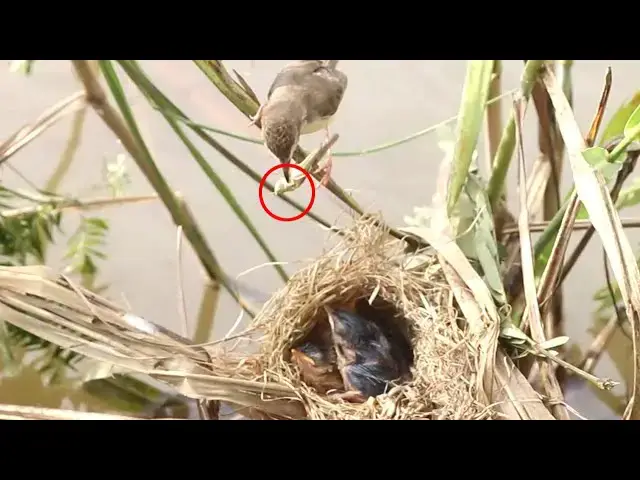 Video thumbnail for From Nest to Beak: Rice Sparrow's Baby Bird Diet