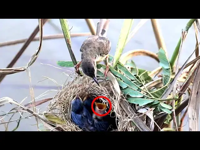 Video thumbnail for Female Bird Catch Dragonflies Eat in Nest With Babies Wild Bird  @ViralBirdNest[  @ViralBirdNest   ]