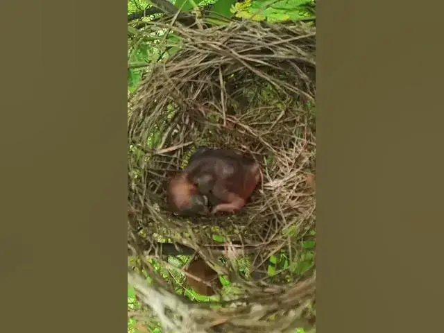 Video thumbnail for Baby Bird #birdwatch #wildlife #birdwatching #nature #birdfeeding #birdsound #birds #cuteanimals #ne