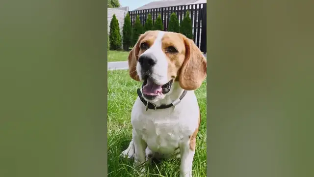 Video thumbnail for 3 cons of owning a beagle #shorts