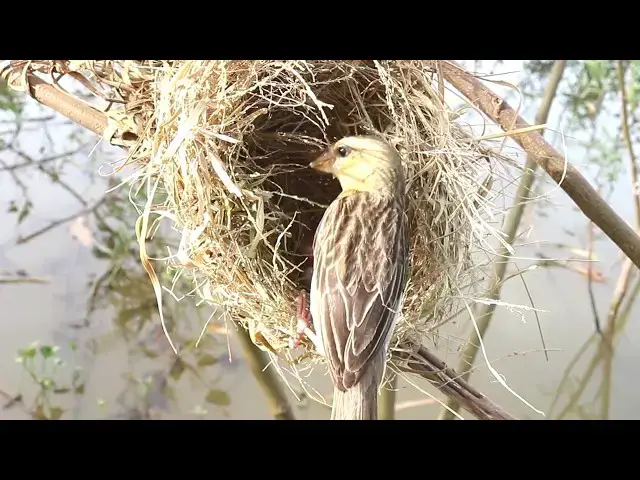 Video thumbnail for Golden Bird Sparrow  & Baby Life in Nest // Golden-crowned Sparrow Gets Fed in Nest @ViralBirdNest