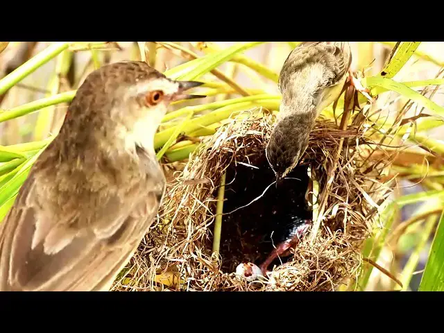 Video thumbnail for Feathered Family Feast: A Heartwarming Mother Bird Review #BirdsLover #BI  [  @ViralBirdNest  ]