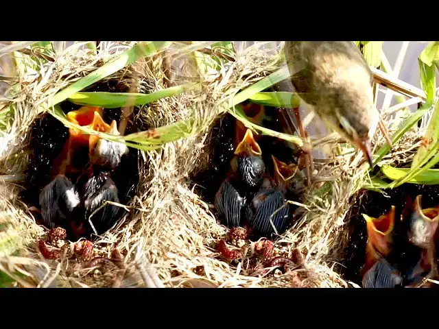 Video thumbnail for Mother Sparrow Nourishes Babies with Soft Chirps