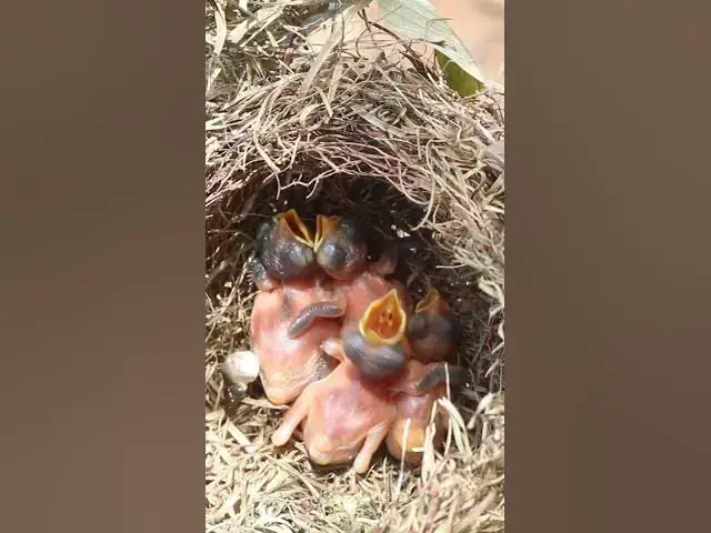 Video thumbnail for Top All Babies Bird  #birdwatching #nature #birdparents #birdspotting #birdslover #birdwatchinglife