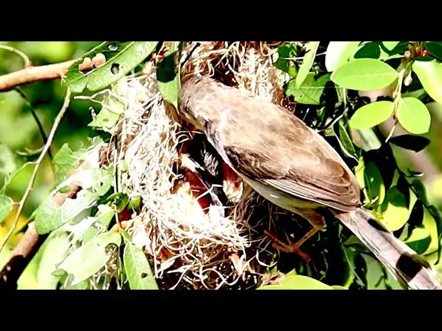 'Video thumbnail for On nest baby bird crie eat food now | Wild bird baby'