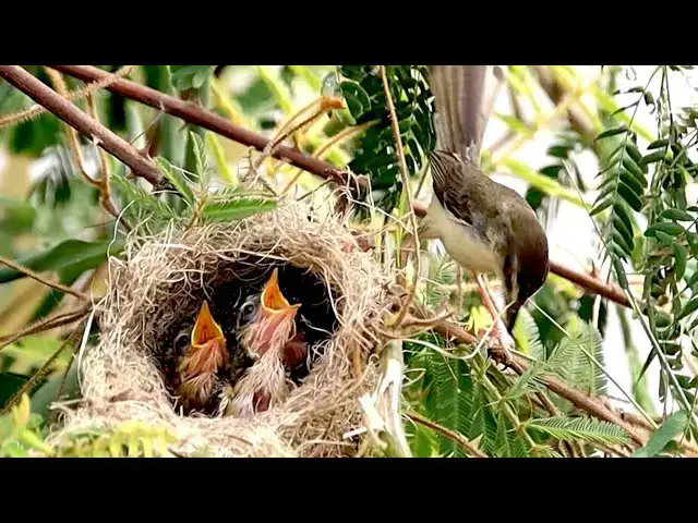 'Video thumbnail for Small nest bird at here | Baby's bird cries eat food'
