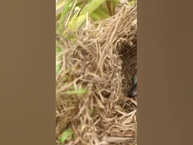 Video thumbnail for Babies Bird Cyies Signle AP#005 #nestegg #egglaying #satisfying #nestling  #birds #baby  #nature