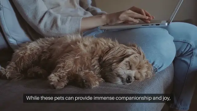 Video thumbnail for Time-Consuming Pets