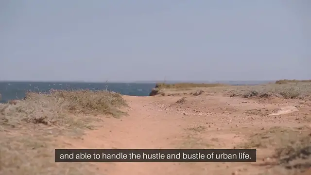 Video thumbnail for Pets for city living