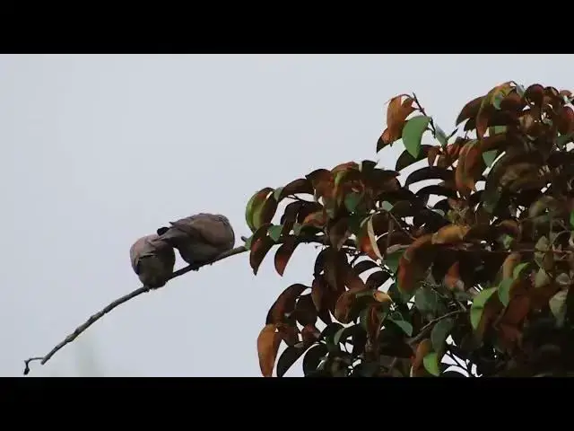 'Video thumbnail for Two male & female wild dove in love'