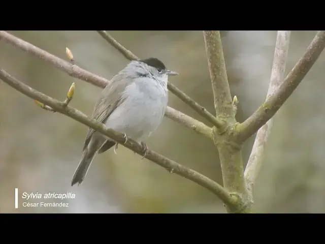 Video thumbnail for Curruca capirotada (Sylvia atricapilla)